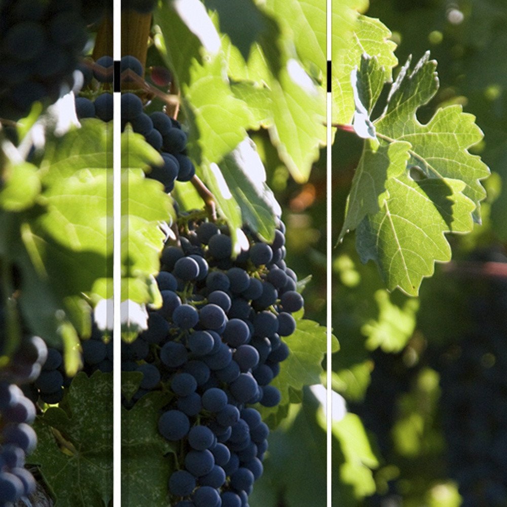 48" X 72" Multi Color Wood Canvas Wine Country Screen