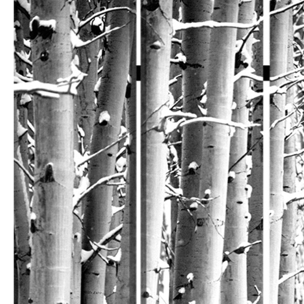 48" X 72" Gray And White Wood Canvas Birch Screen