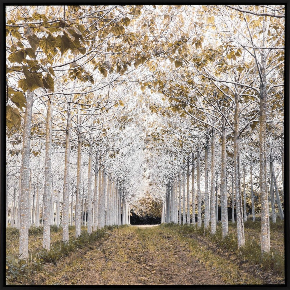 White Gold Canvas Black Floater Frame Print Wall Art