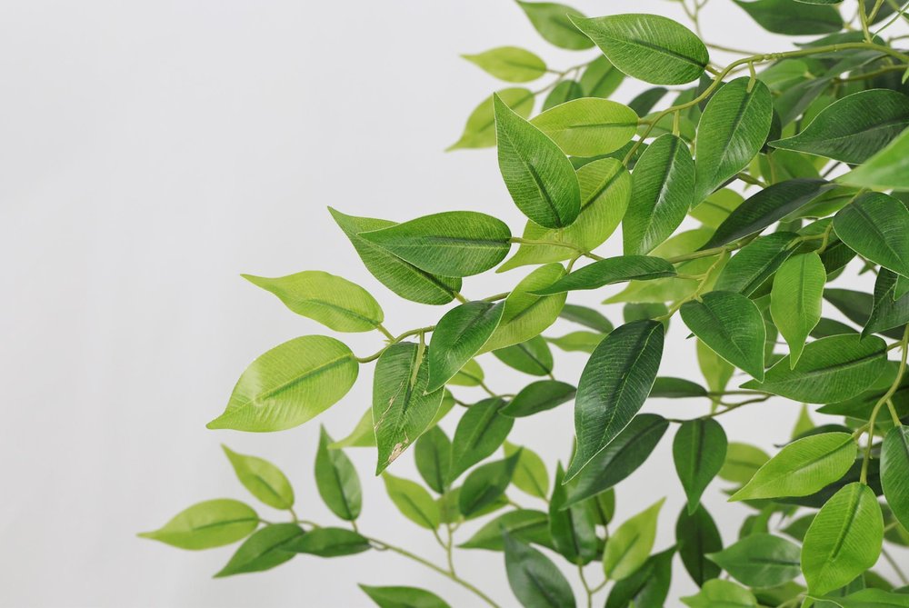 84" Green Artificial Ficus Tree In Round Black Pot