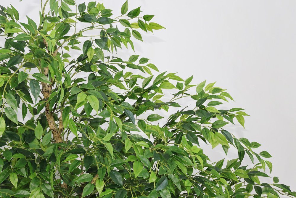84" Green Artificial Ficus Tree In Round Black Pot