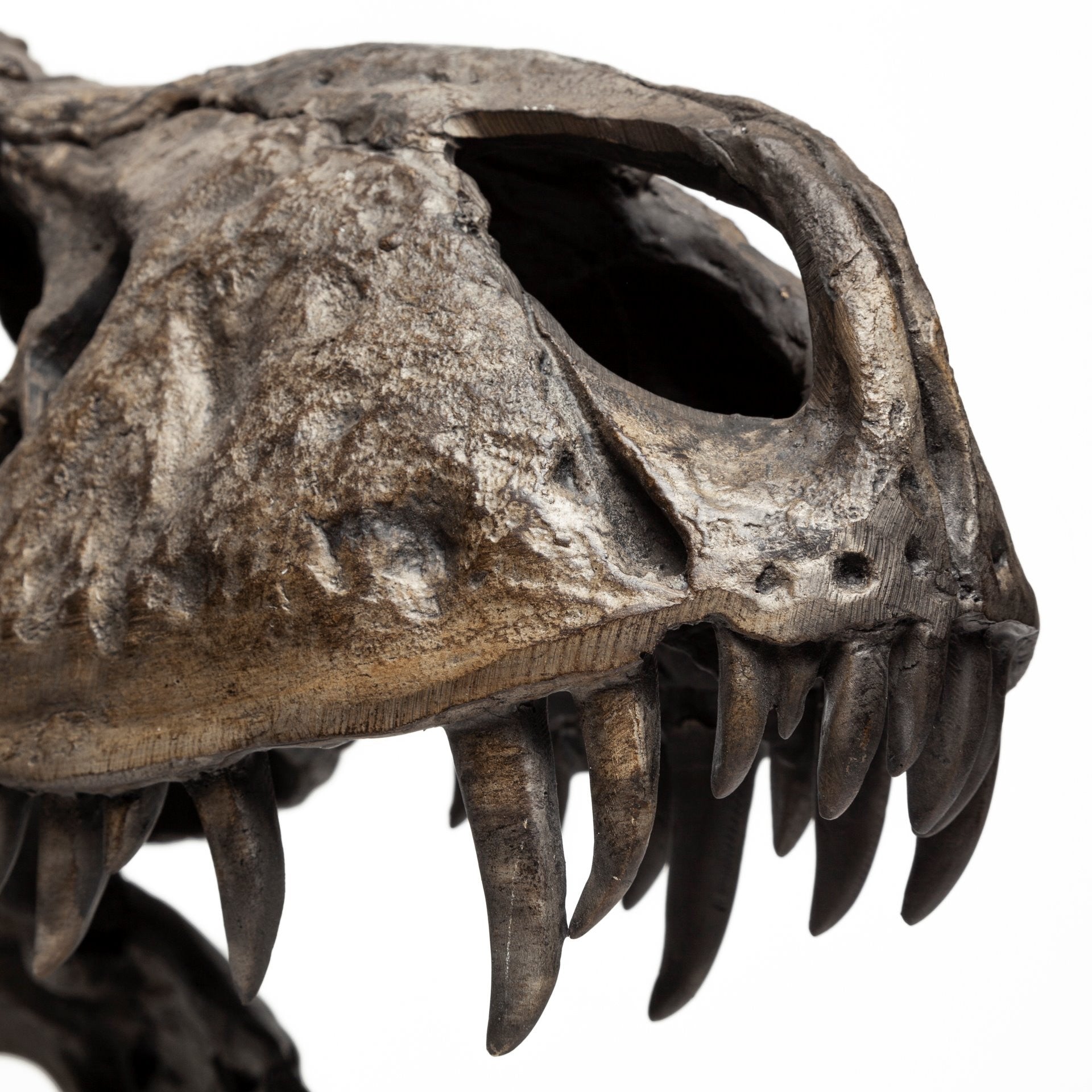 Authentic Replica T Rex Skull Sculpture