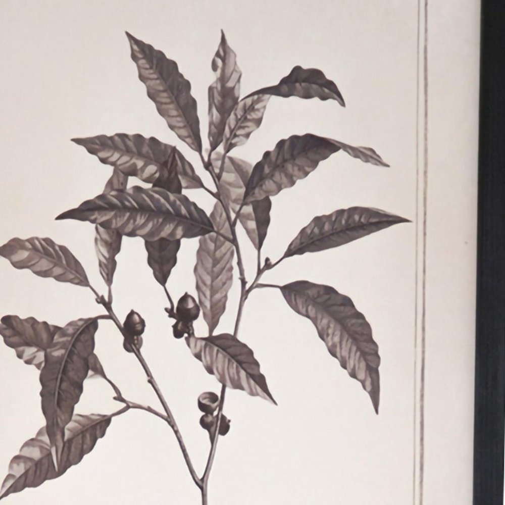 Set of Two Black And White Flower Framed Art
