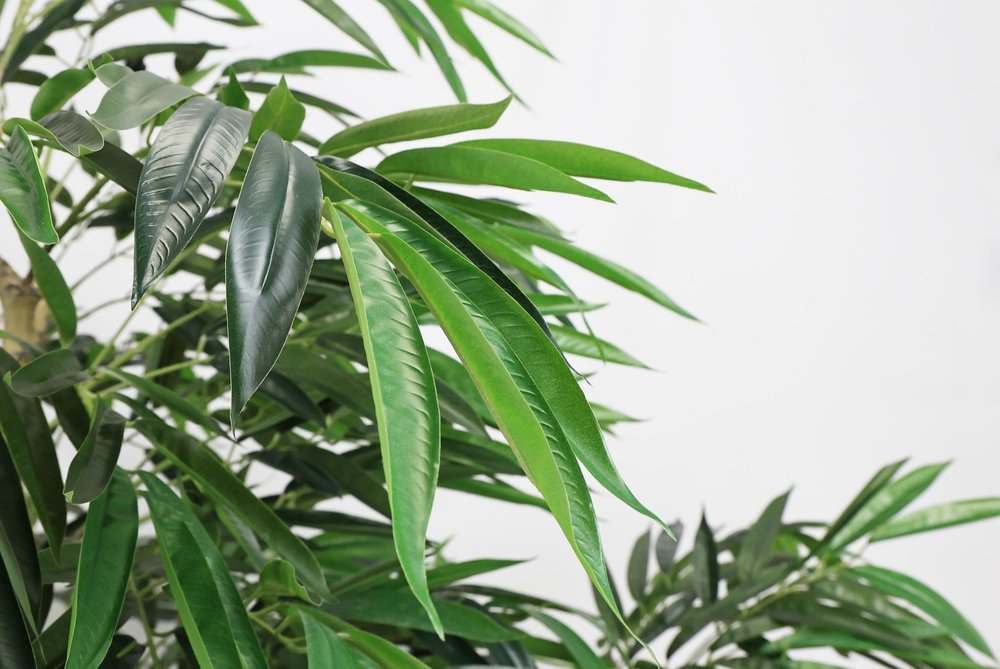 84" Green Artificial In Round Black Pot